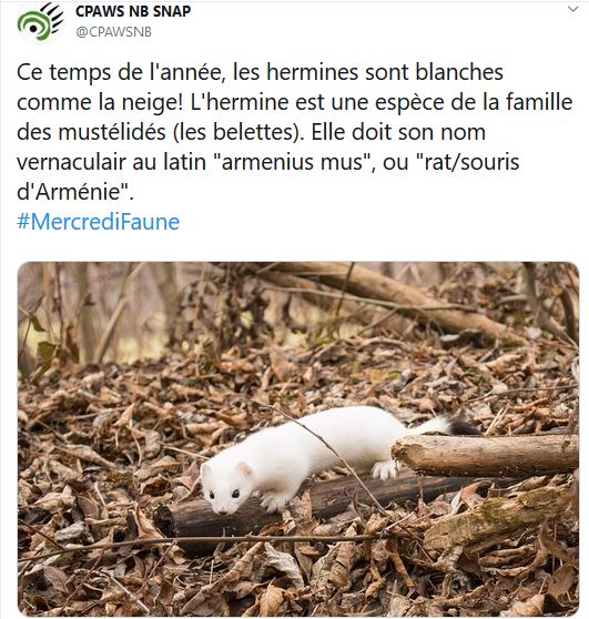 « armenius mus », ou « rat/souris d’Arménie »