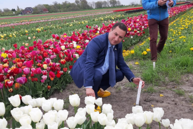 En Hollande une tulipe blanche prend le nom d’Aragats en l’honneur de l’Arménie