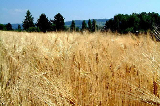 L’Arménie prévoit d’attirer des investisseurs pour l’utilisation de terres non cultivées