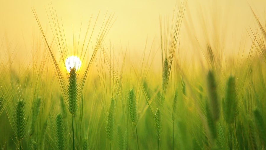 Le secteur agricole arménien passe à la haute technologie