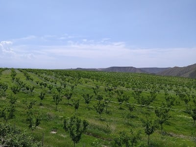 Des vergers d’amandiers seront plantés dans les villages de Bagara et de Yervandashat dans la région d’Armavir (Arménie)