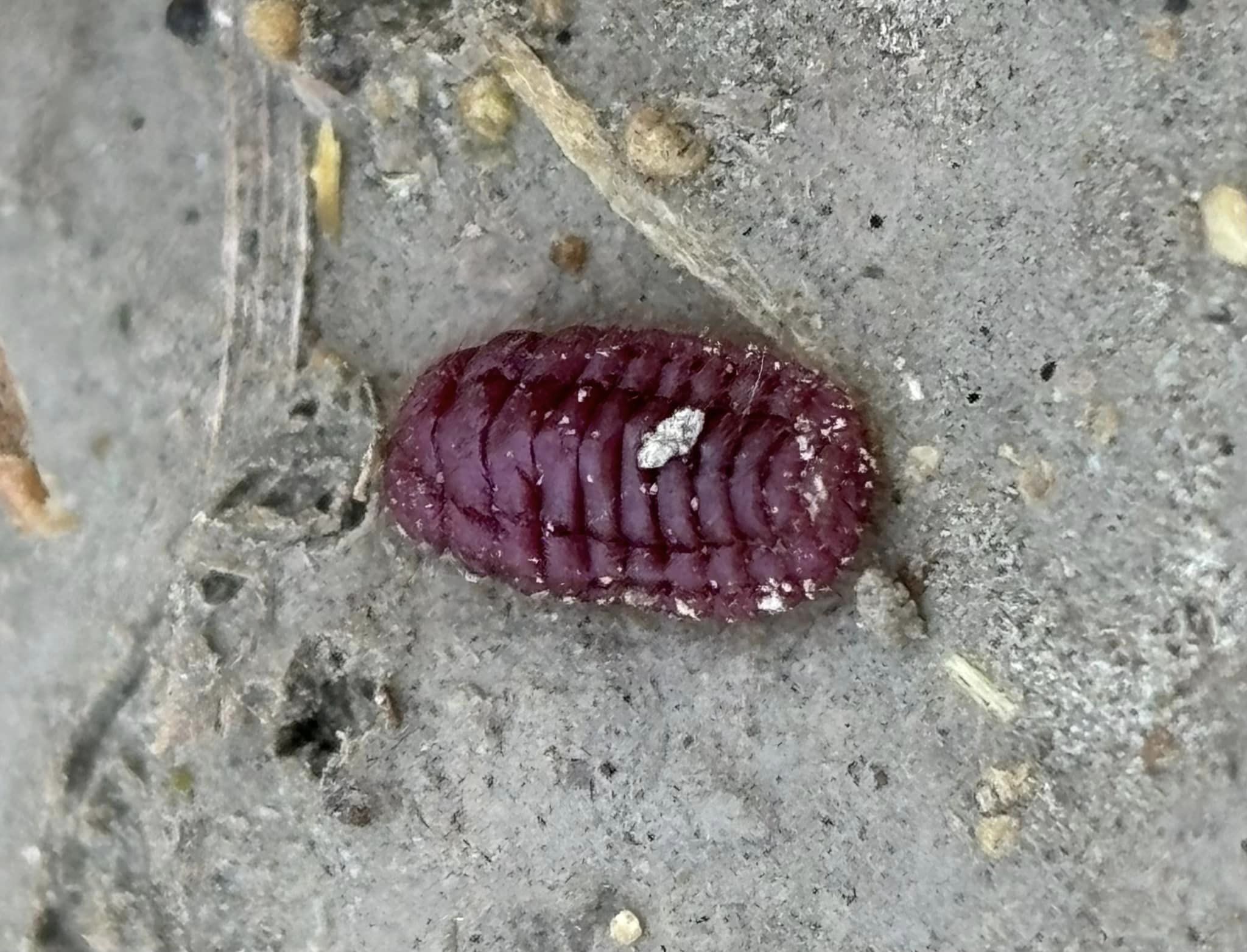 Dans la réserve d’État « Vordan Garmir », pour la cochenille d’Arménie, la période d’émergence de l’insecte à la surface du sol a commencé